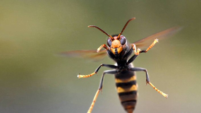 Comment reconnaitre un frelon asiatique?