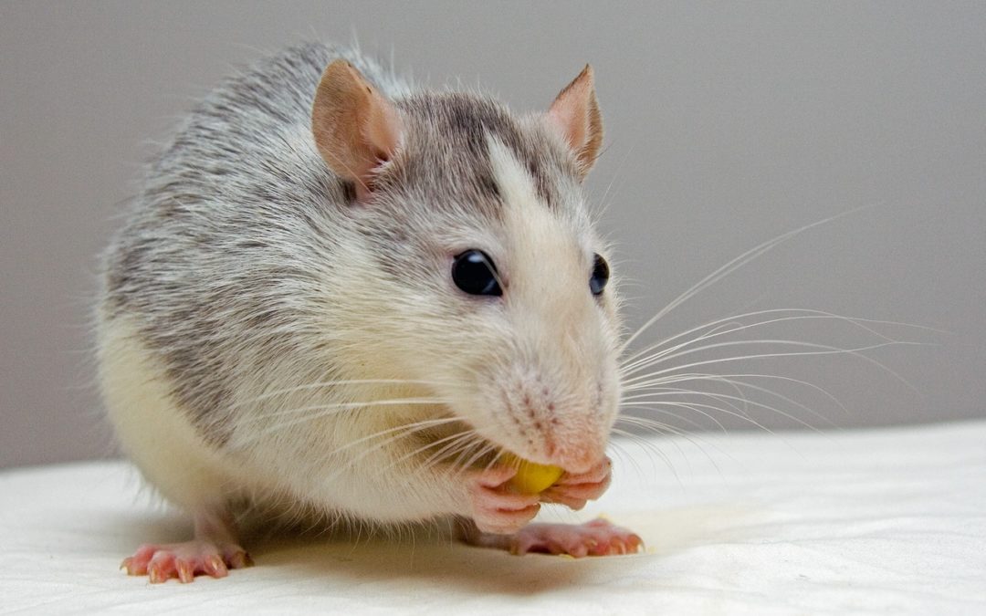 Comment se débarrasser des rats ?