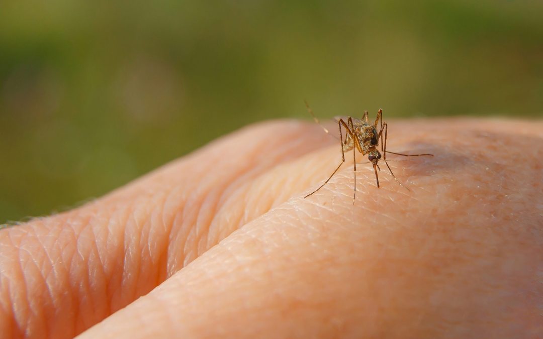 Comment se débarrasser des moustiques ?