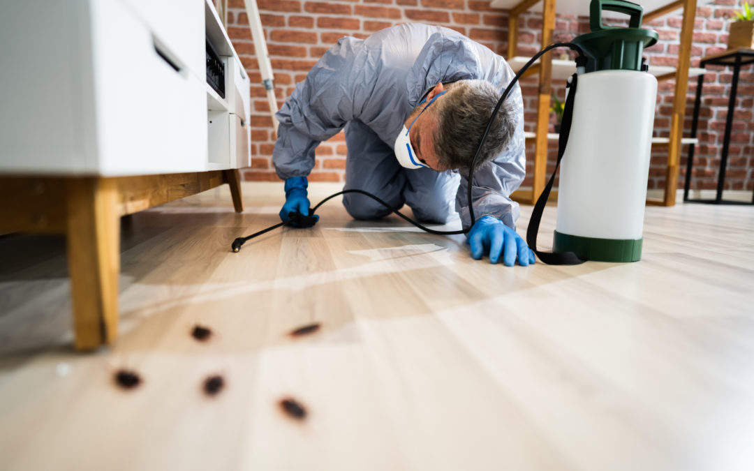 Comment se débarrasser des blattes ?